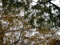 NYC079.JPG